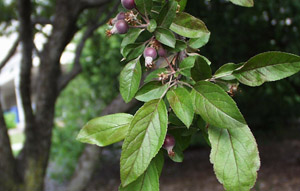 Narrow-leaf crabapple buds and leaves